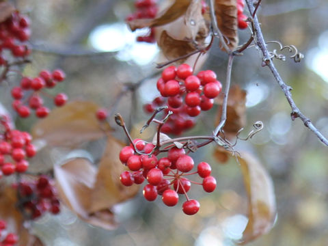 Smilax china