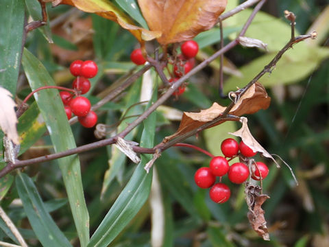 Smilax china