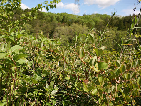 Smilax china