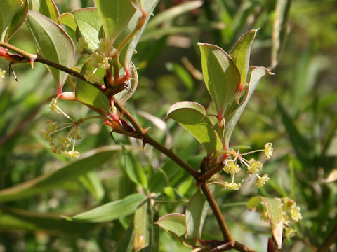 Smilax china