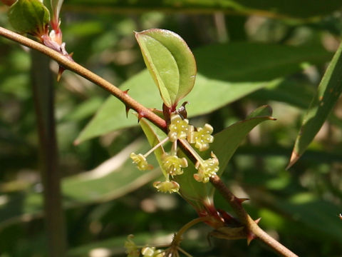 Smilax china