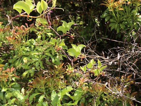 Smilax china