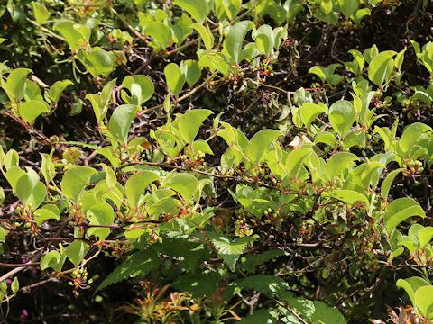Smilax china