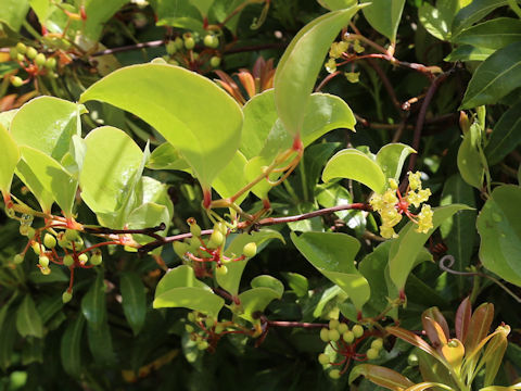 Smilax china