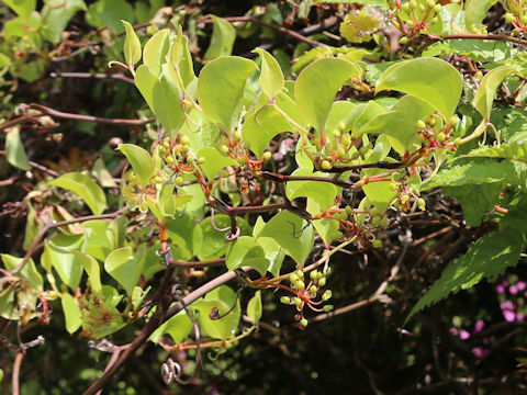 Smilax china