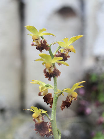 Calanthe tricarinata