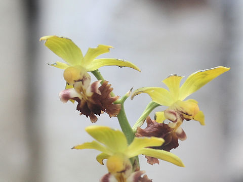 Calanthe tricarinata