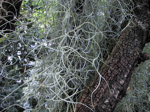 Tillandsia usneoides