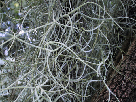 Tillandsia usneoides