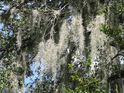 Tillandsia usneoides