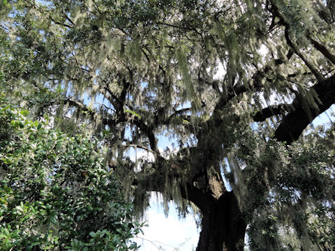 Tillandsia usneoides