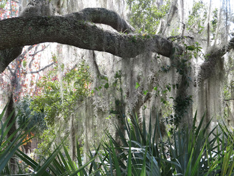 Tillandsia usneoides