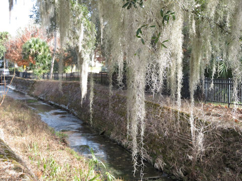 Tillandsia usneoides