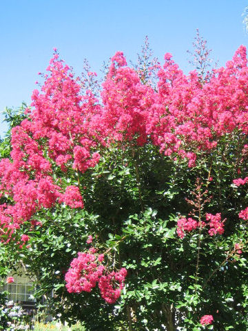 Lagerstroemia indica