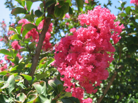 Lagerstroemia indica