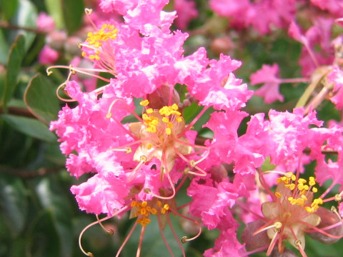 Lagerstroemia indica