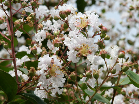 Lagerstroemia indica