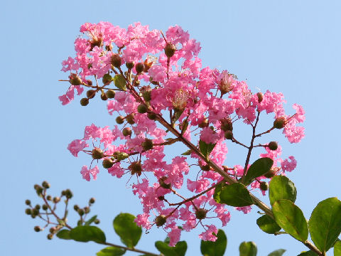 Lagerstroemia indica