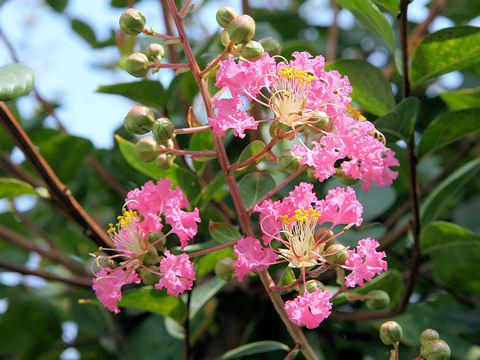 Lagerstroemia indica