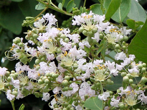 Lagerstroemia indica