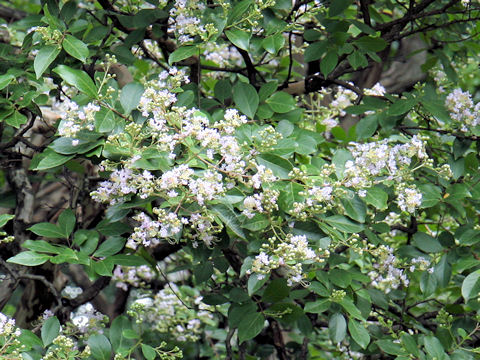 Lagerstroemia indica