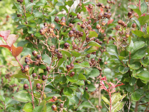 Lagerstroemia indica