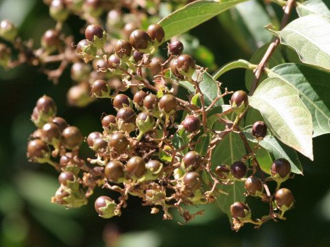 Lagerstroemia indica