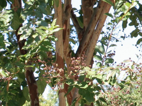 Lagerstroemia indica