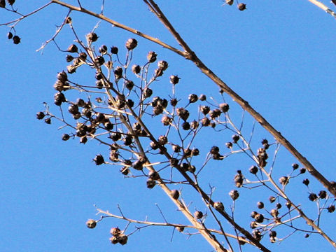 Lagerstroemia indica