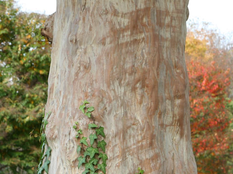 Lagerstroemia indica