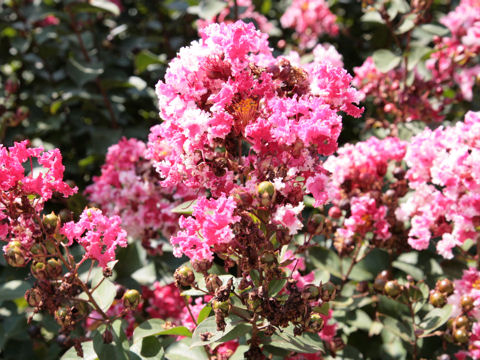 Lagerstroemia indica