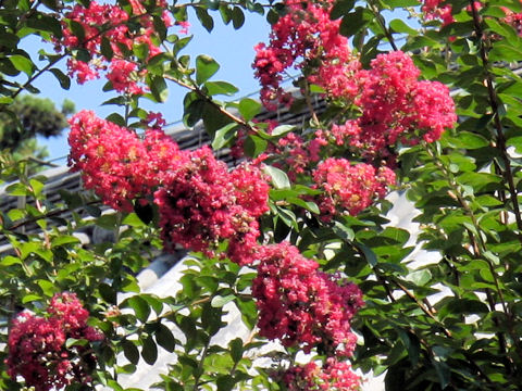 Lagerstroemia indica