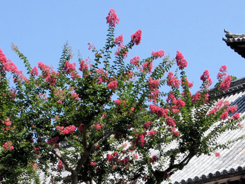 Lagerstroemia indica