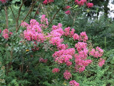 Lagerstroemia indica