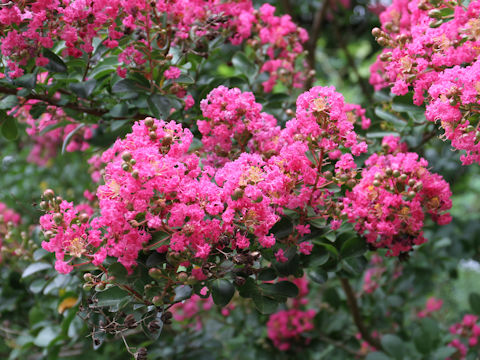 Lagerstroemia indica