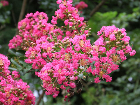 Lagerstroemia indica