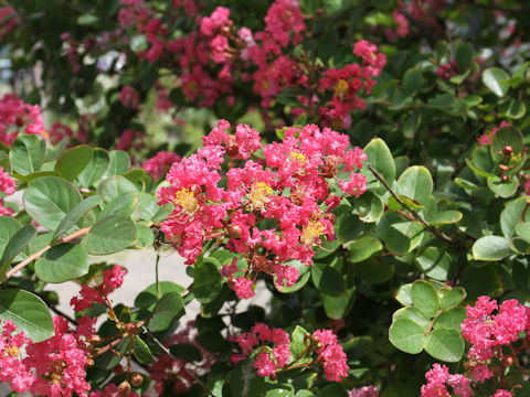 Lagerstroemia indica