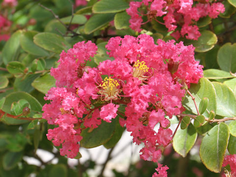 Lagerstroemia indica