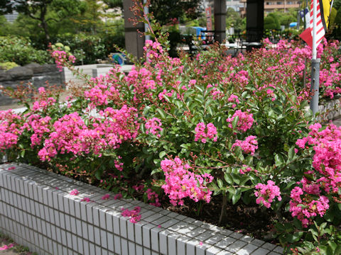 Lagerstroemia indica