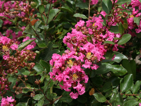 Lagerstroemia indica