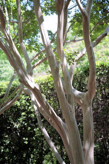 Lagerstroemia indica