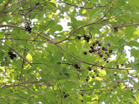 Lagerstroemia indica