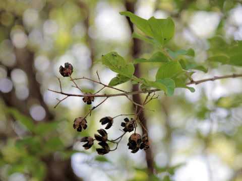 Lagerstroemia indica