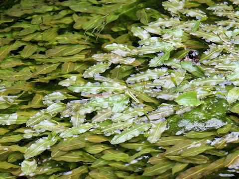 Potamogeton malaianus