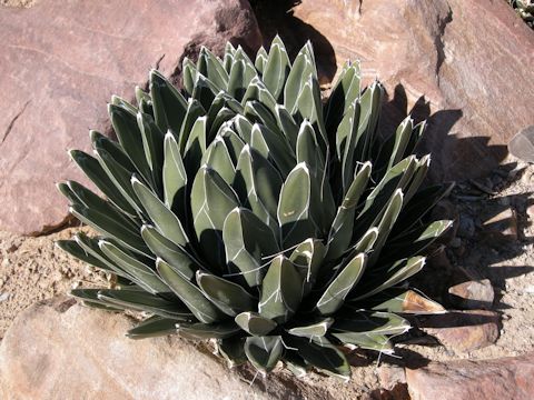 Agave ferdinandi-regis