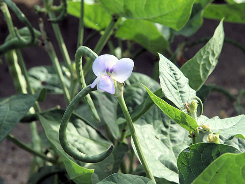 Vigna unguiculata