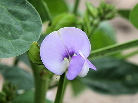 Vigna unguiculata