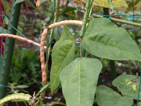 Vigna unguiculata