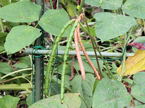 Vigna unguiculata