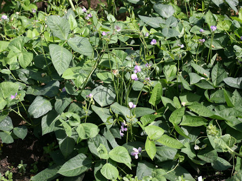 Vigna unguiculata